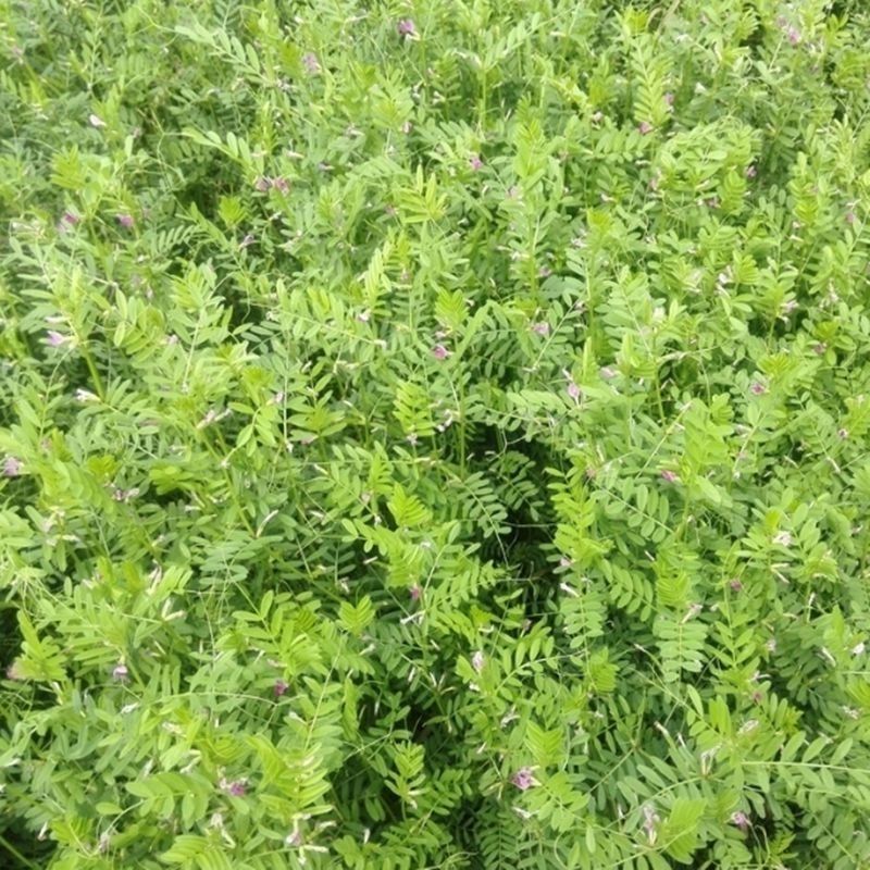 苦豆种子牧草种子耐旱耐寒喜温耐热田园农家多种植可绿化观赏