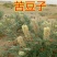 苦豆种子牧草种子耐旱耐寒喜温耐热田园农家多种植可绿化观赏