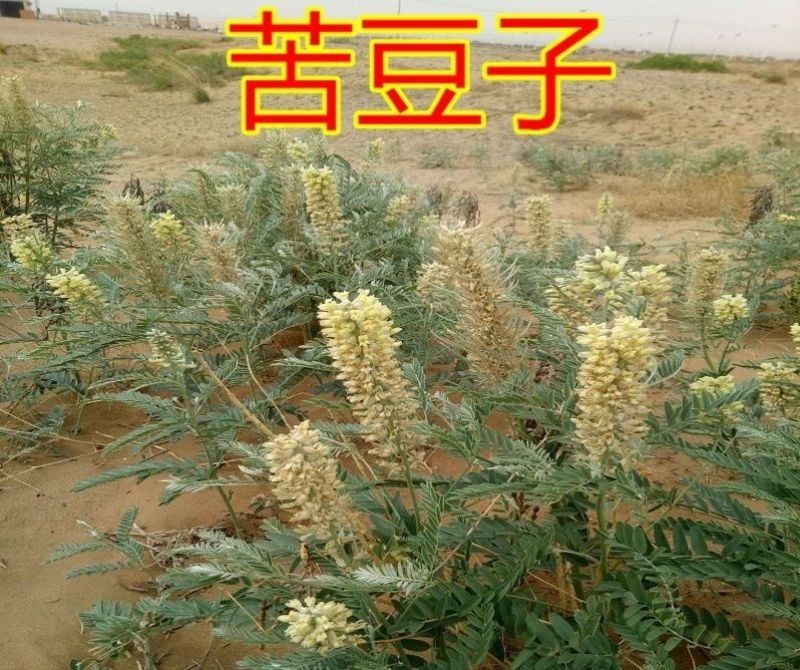 苦豆种子牧草种子耐旱耐寒喜温耐热田园农家多种植可绿化观赏