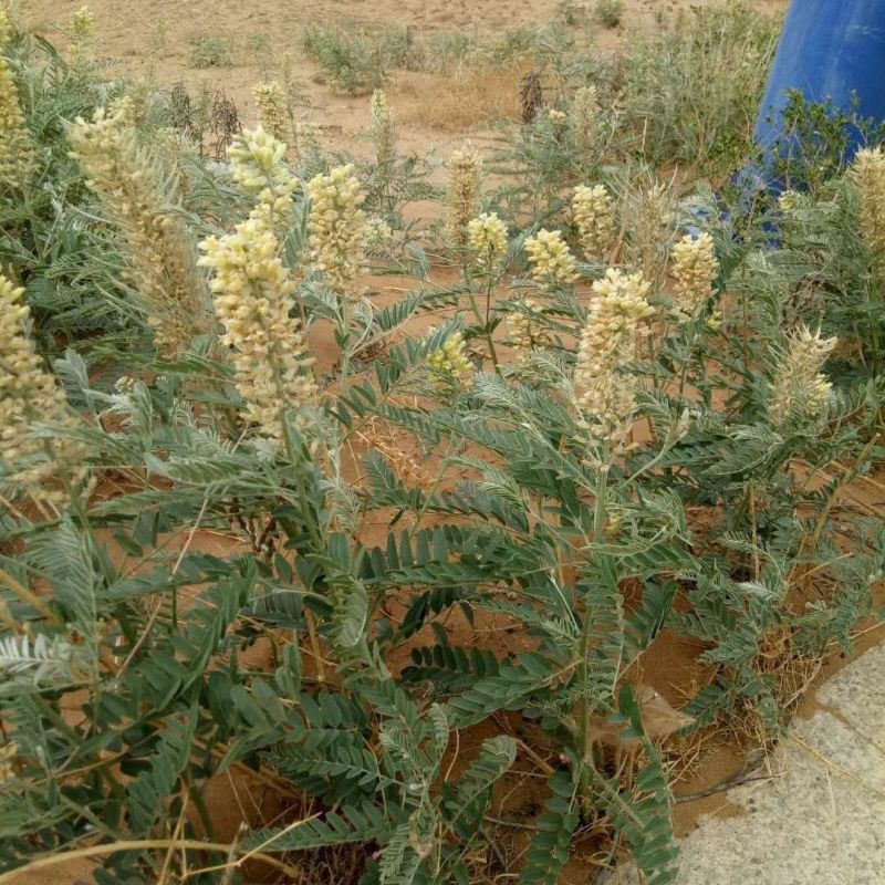 苦豆种子牧草种子耐旱耐寒喜温耐热田园农家多种植可绿化观赏