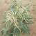 苦豆种子牧草种子耐旱耐寒喜温耐热田园农家多种植可绿化观赏