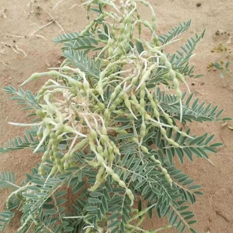 苦豆种子牧草种子耐旱耐寒喜温耐热田园农家多种植可绿化观赏