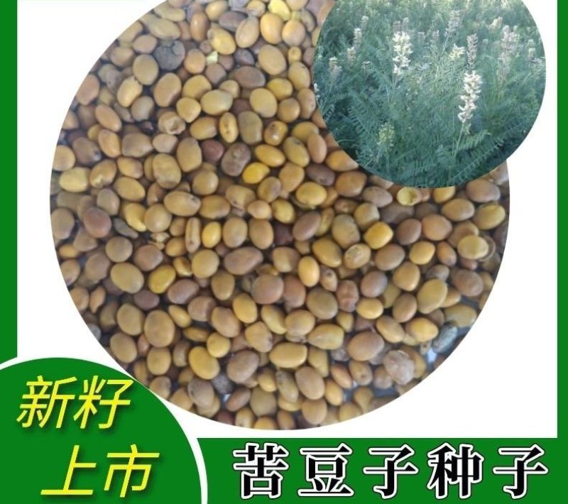 苦豆种子牧草种子耐旱耐寒喜温耐热田园农家多种植可绿化观赏