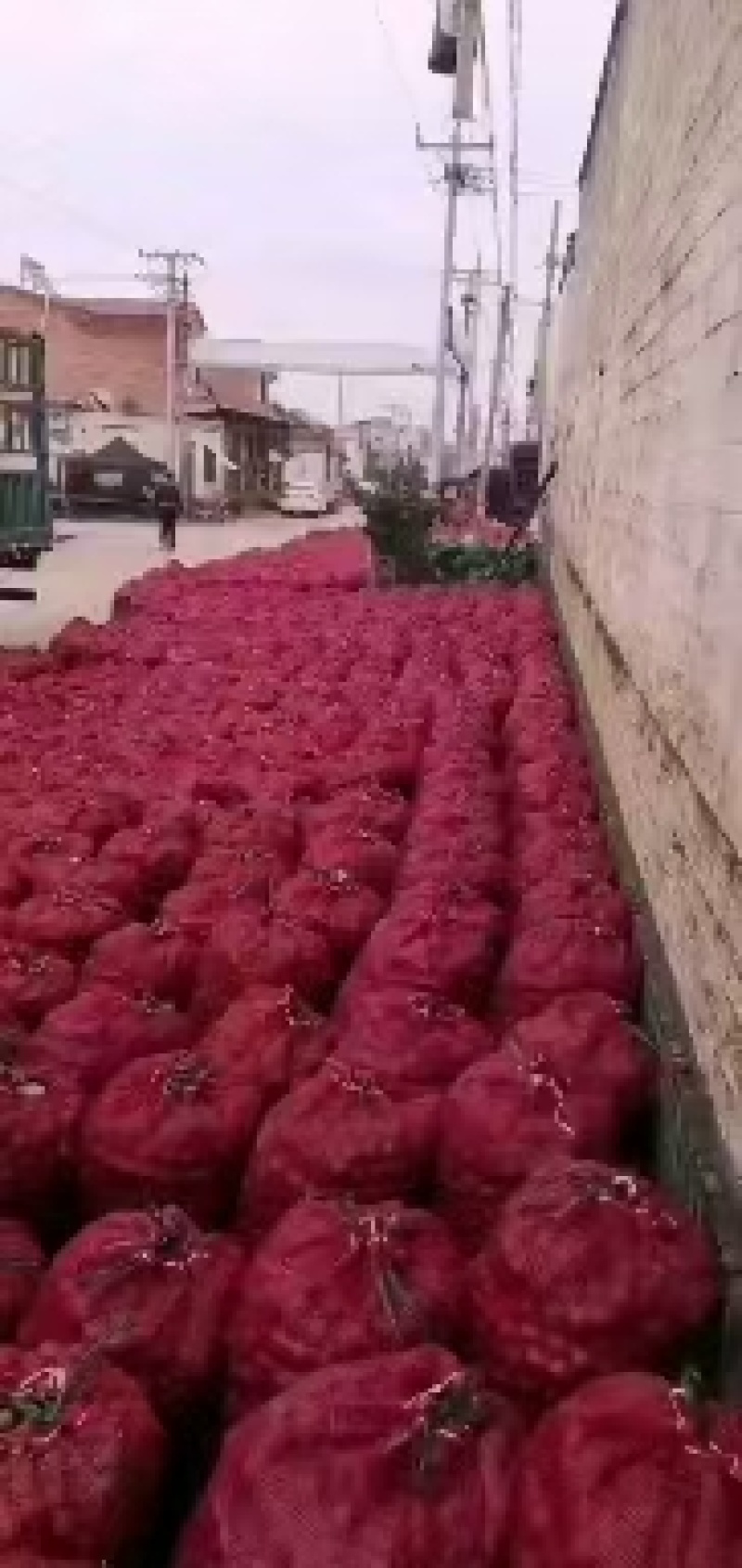 大棉球山楂