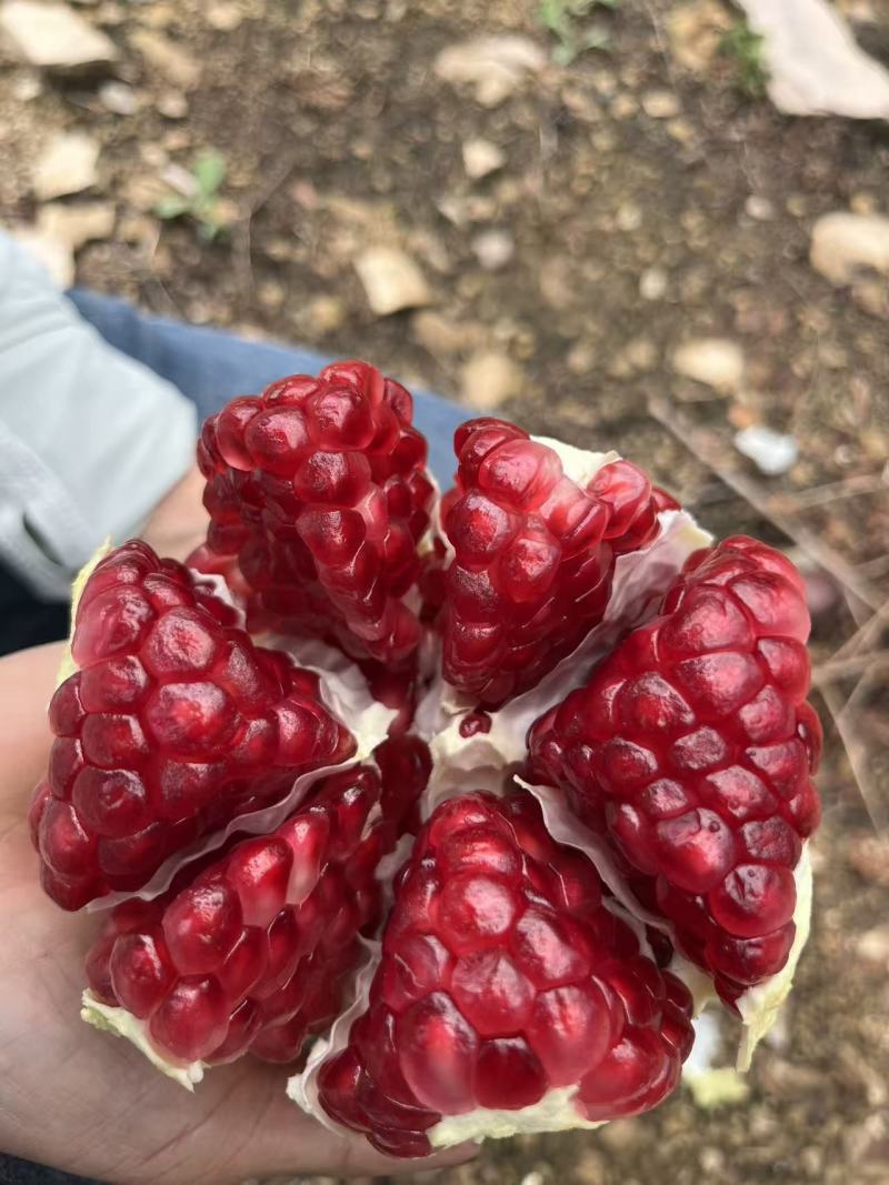 会理软籽石榴
