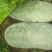 水果冬瓜