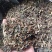 佩兰正品新货保质保量批发中药材源头货源量大从优