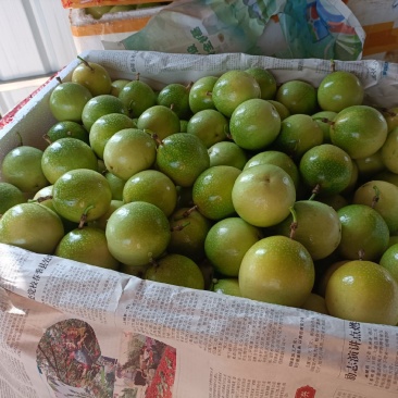精品黄金百香果钦蜜九号