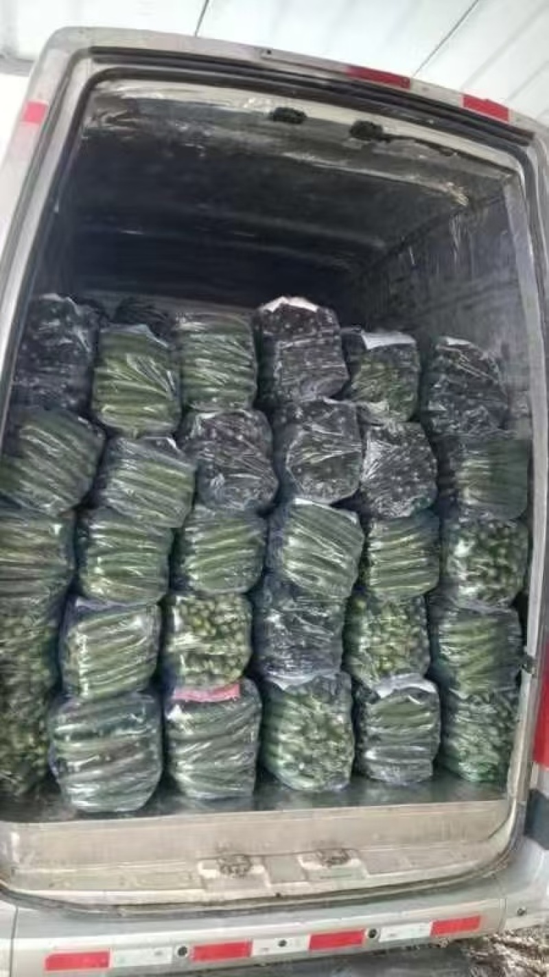 水灵灵的黄瓜，绿得似玉，更惹人喜爱的是那一根根花带刺的嫩