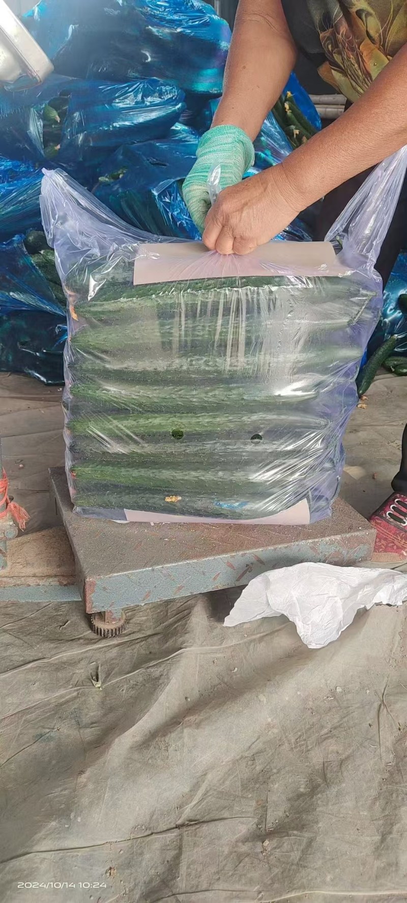 水灵灵的黄瓜，绿得似玉，更惹人喜爱的是那一根根花带刺的嫩