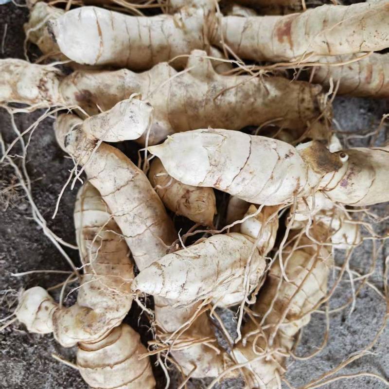 统货大规格-东北鸡头黄精统。150万斤大量出货。