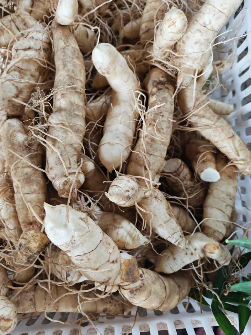 统货大规格-东北鸡头黄精统。150万斤大量出货。