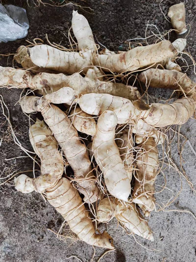 统货大规格-东北鸡头黄精统。150万斤大量出货。