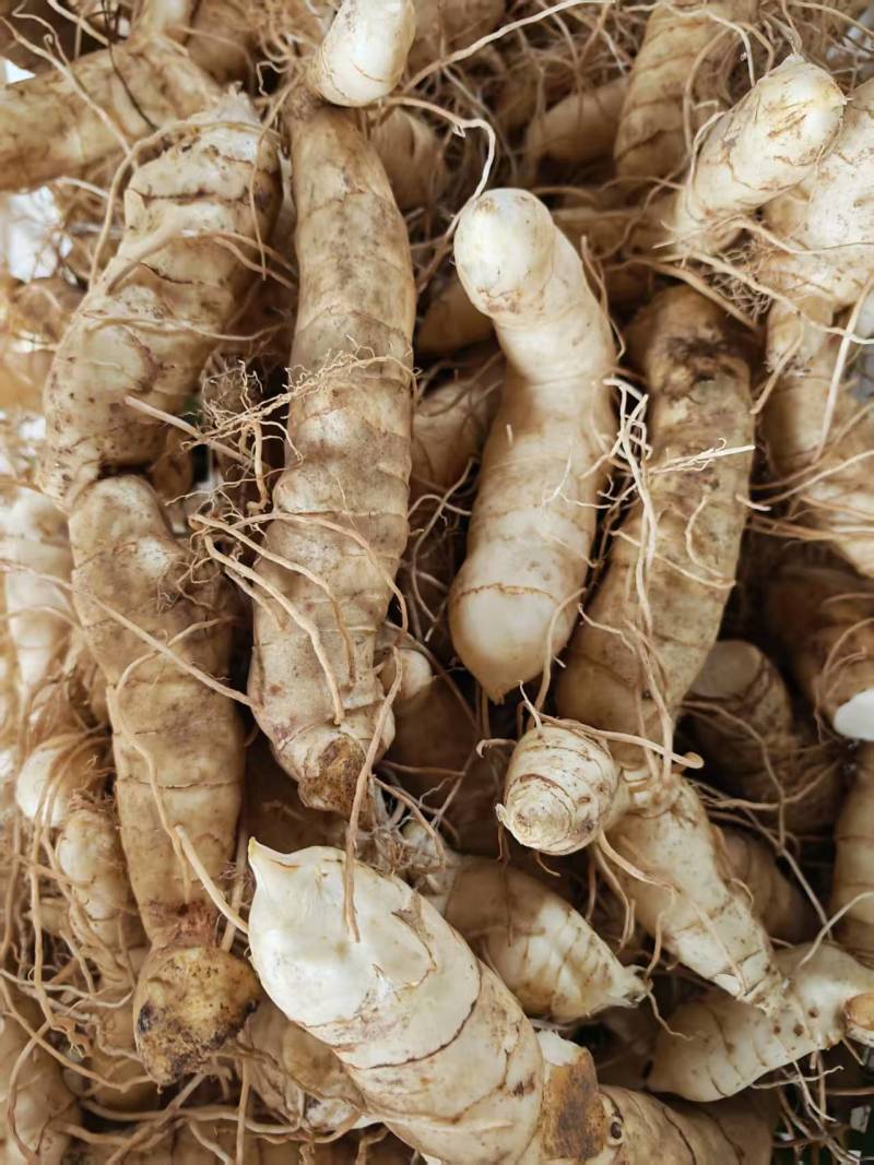 统货大规格-东北鸡头黄精统。150万斤大量出货。