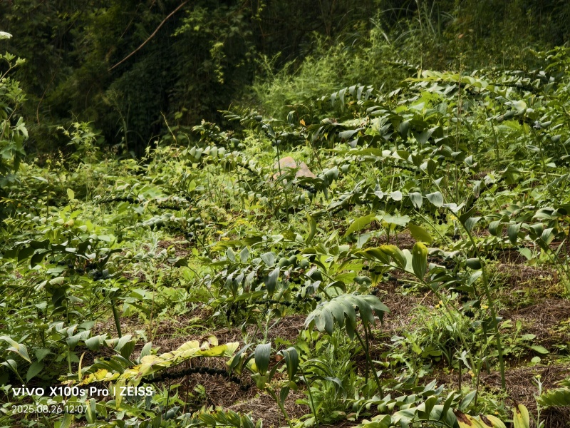 多花黄精种子（倒苗）部分地区可包邮良种培育抗病性相对较强