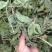 薄荷叶薄荷叶茶干薄荷叶食用新鲜干薄荷叶泡水清凉饮