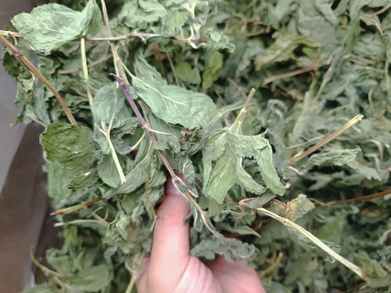 薄荷叶薄荷叶茶干薄荷叶食用新鲜干薄荷叶泡水清凉饮
