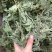 薄荷叶薄荷叶茶干薄荷叶食用新鲜干薄荷叶泡水清凉饮