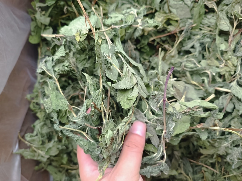薄荷叶薄荷叶茶干薄荷叶食用新鲜干薄荷叶泡水清凉饮