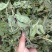 薄荷叶薄荷叶茶干薄荷叶食用新鲜干薄荷叶泡水清凉饮