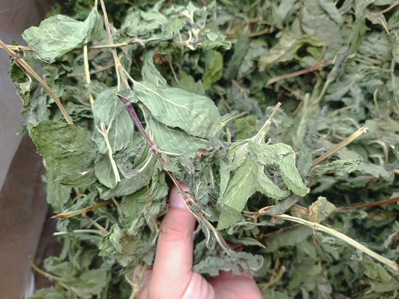 薄荷叶薄荷叶茶干薄荷叶食用新鲜干薄荷叶泡水清凉饮
