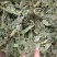 薄荷叶薄荷叶茶干薄荷叶食用新鲜干薄荷叶泡水清凉饮