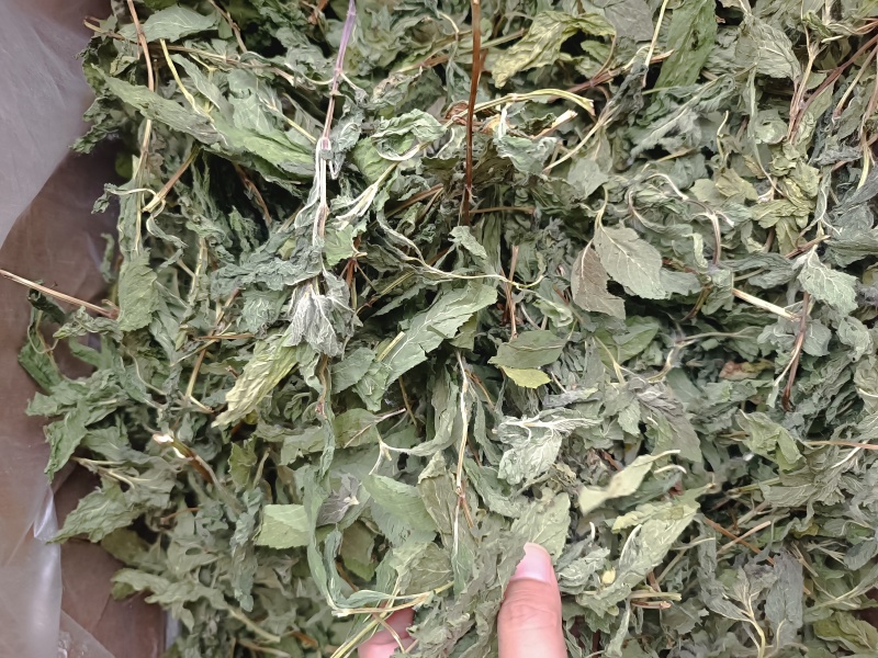 薄荷叶薄荷叶茶干薄荷叶食用新鲜干薄荷叶泡水清凉饮
