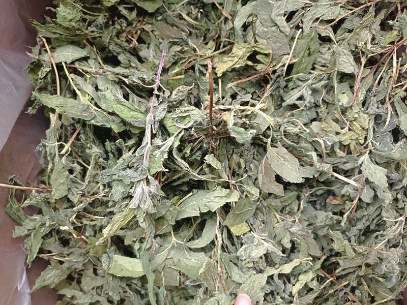 薄荷叶薄荷叶茶干薄荷叶食用新鲜干薄荷叶泡水清凉饮