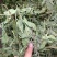 薄荷叶薄荷叶茶干薄荷叶食用新鲜干薄荷叶泡水清凉饮