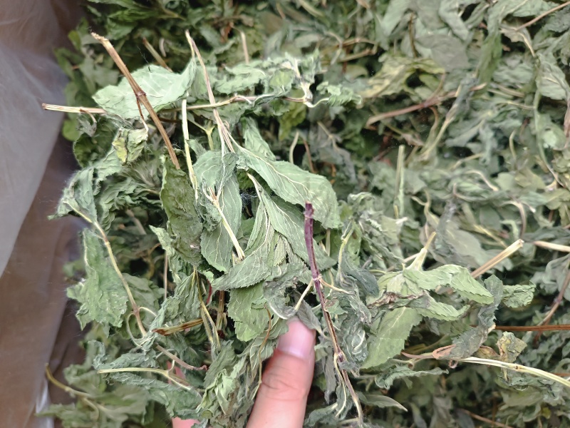 薄荷叶薄荷叶茶干薄荷叶食用新鲜干薄荷叶泡水清凉饮