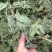 薄荷叶薄荷叶茶干薄荷叶食用新鲜干薄荷叶泡水清凉饮