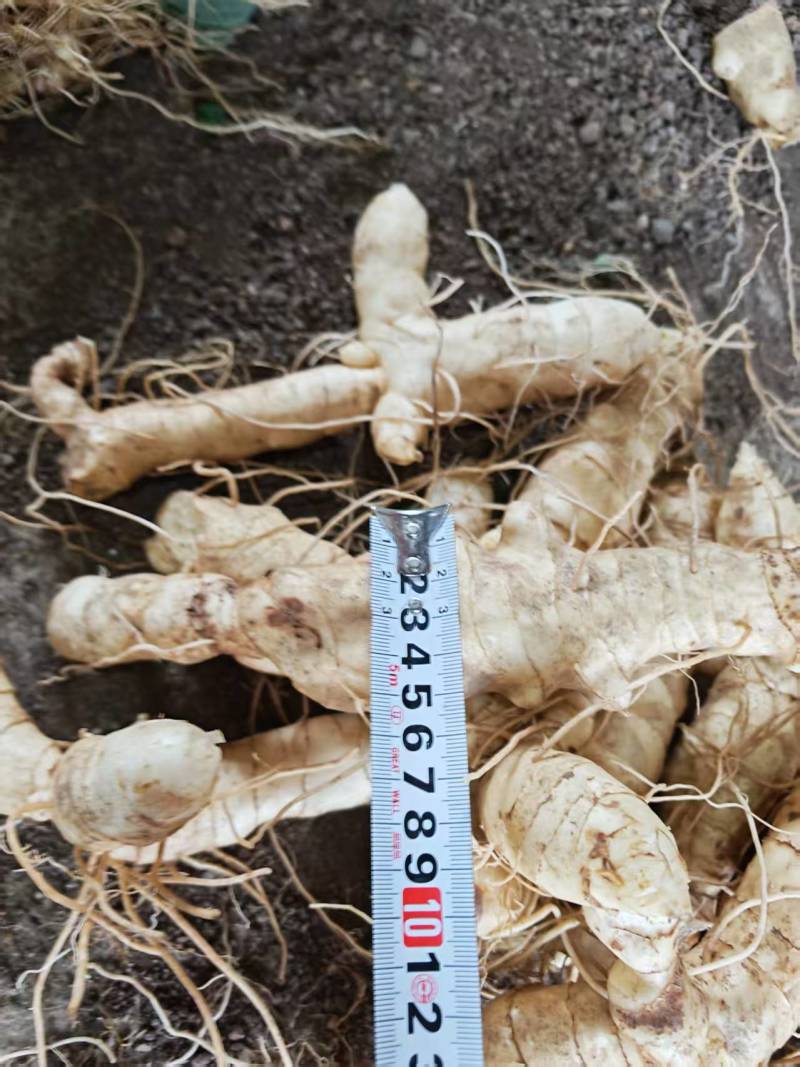 统货大规格-东北鸡头黄精统。150万斤大量出货。