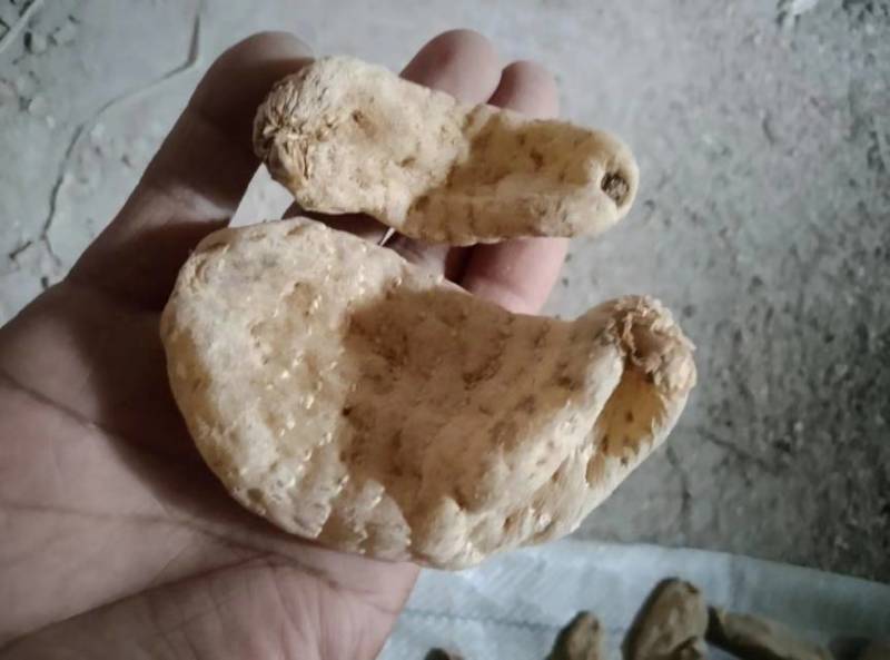 黄天麻