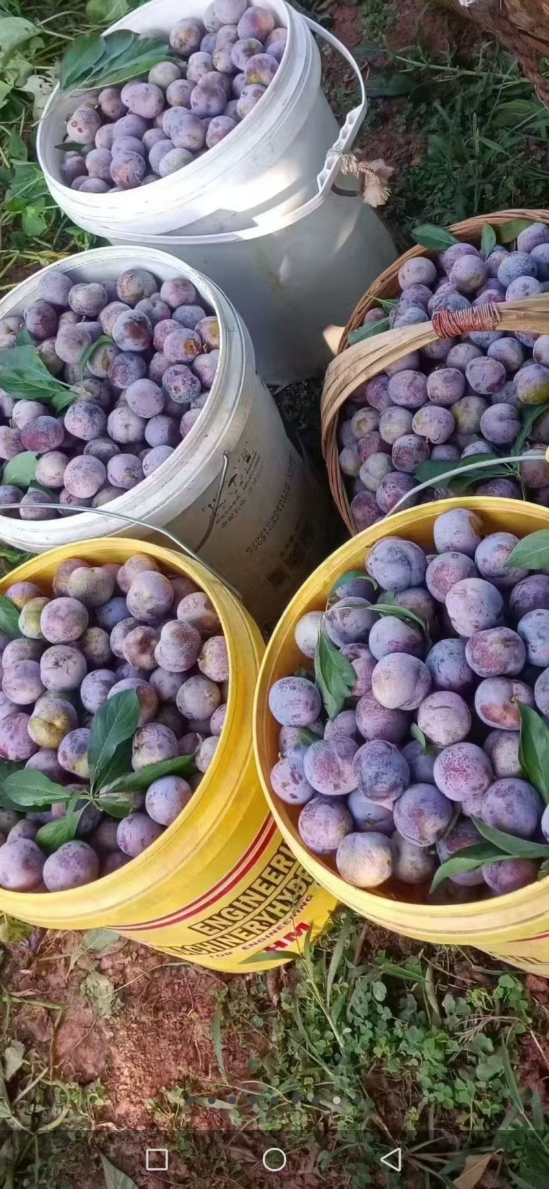 叙永县赤水河，晚熟脆红李