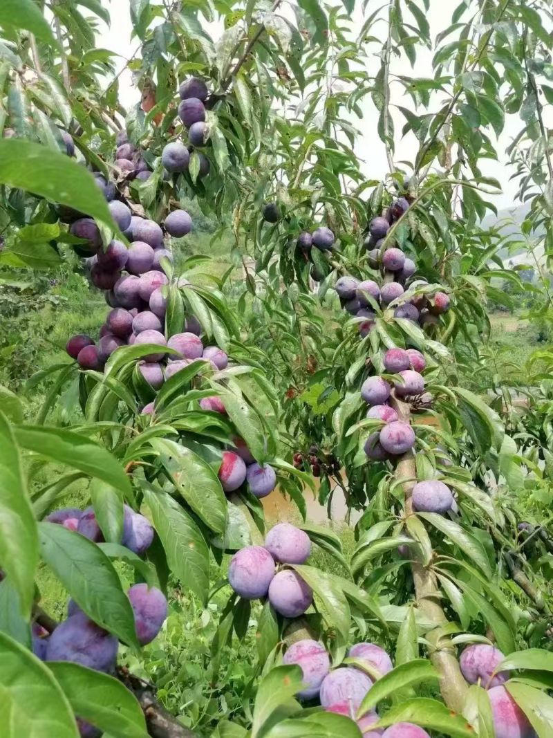 叙永县赤水河，晚熟脆红李