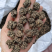 猫爪草野生猫抓草家种猫抓草水洗两边质量保证