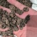 猫爪草野生猫抓草家种猫抓草水洗两边质量保证