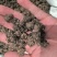猫爪草野生猫抓草家种猫抓草水洗两边质量保证