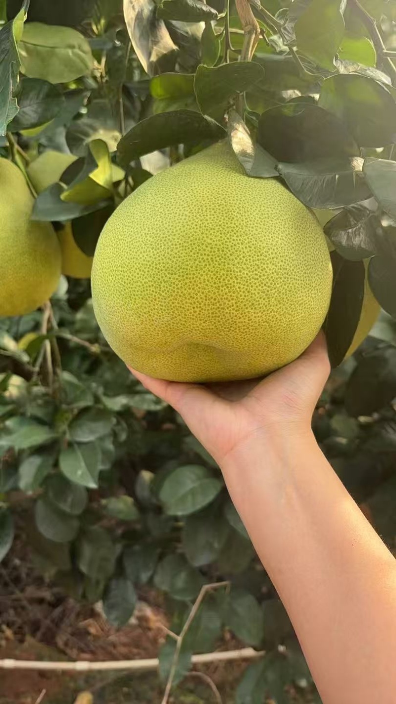 红心文旦柚