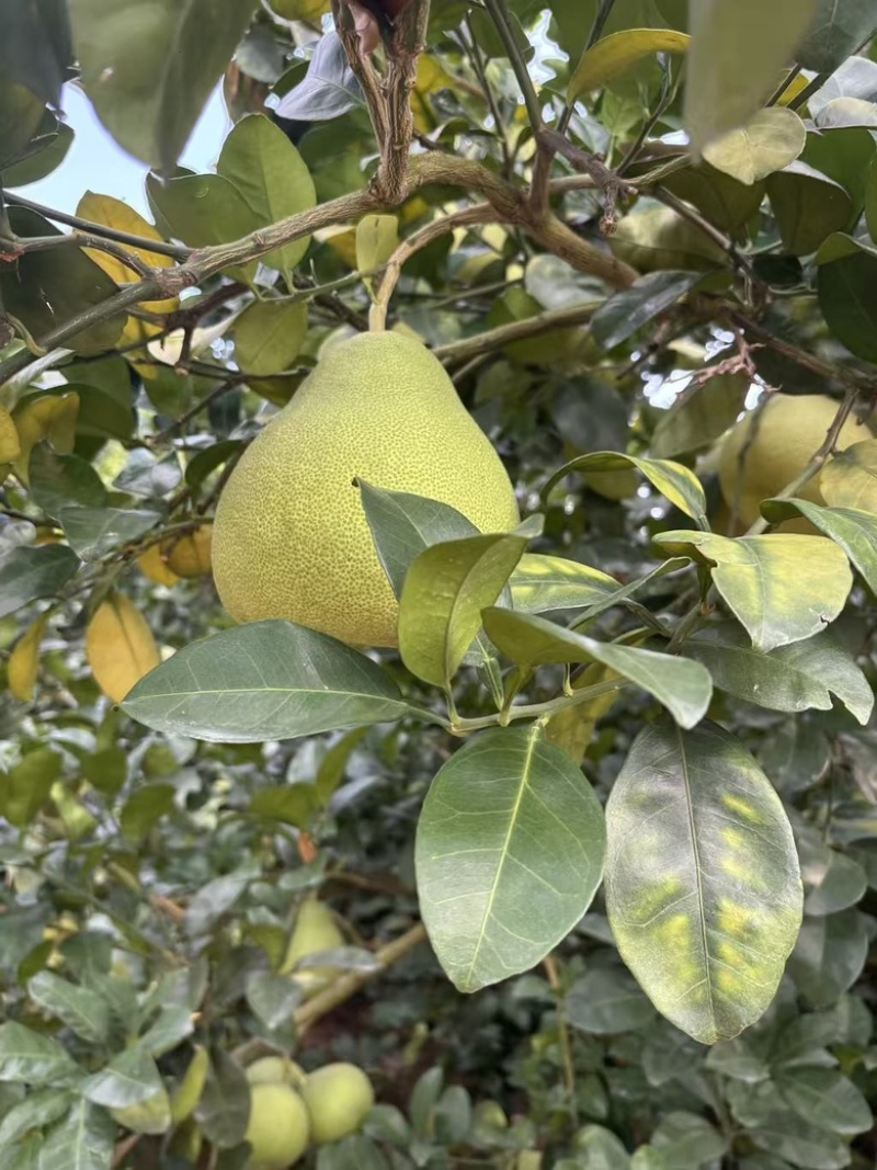 红心文旦柚