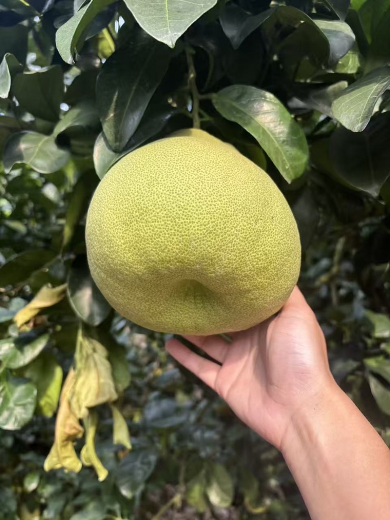 红心文旦柚