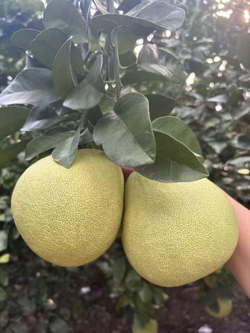 红心文旦柚