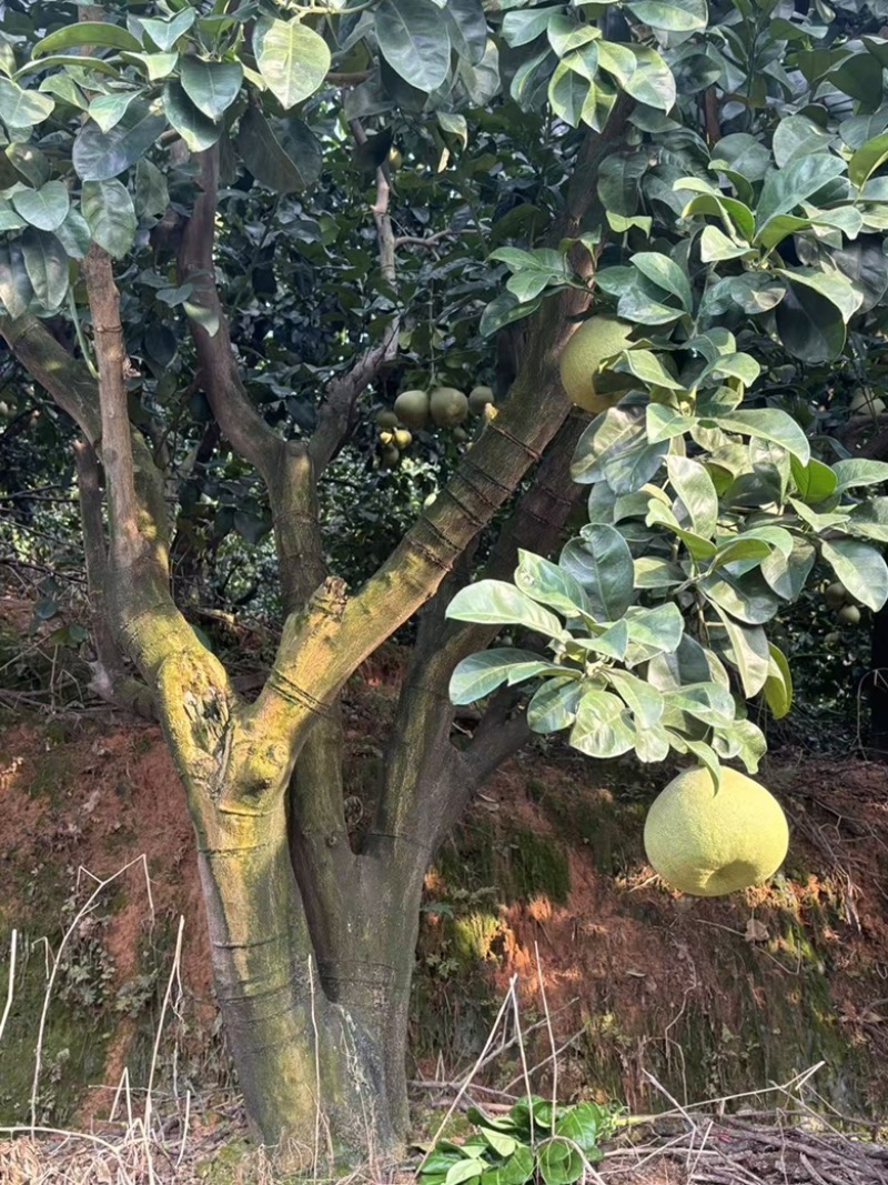 红心文旦柚
