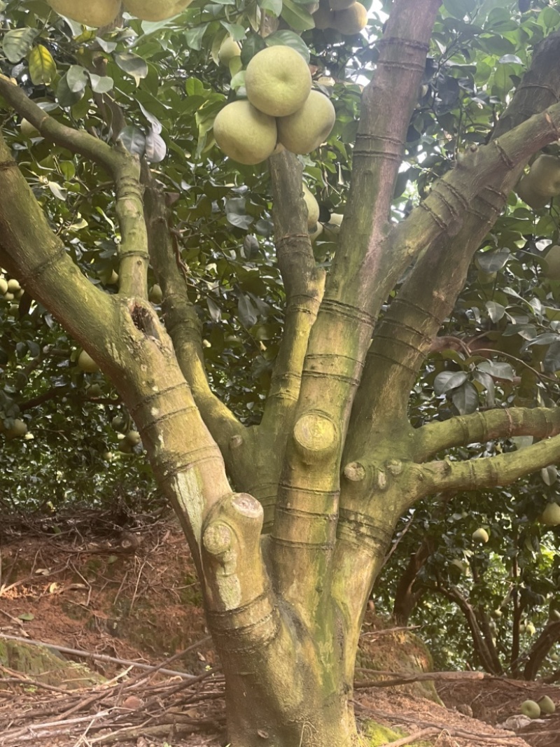 红心文旦柚