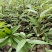 成都市大邑县水麻种植种植基地，人工培育袋苗地苗及野生水麻
