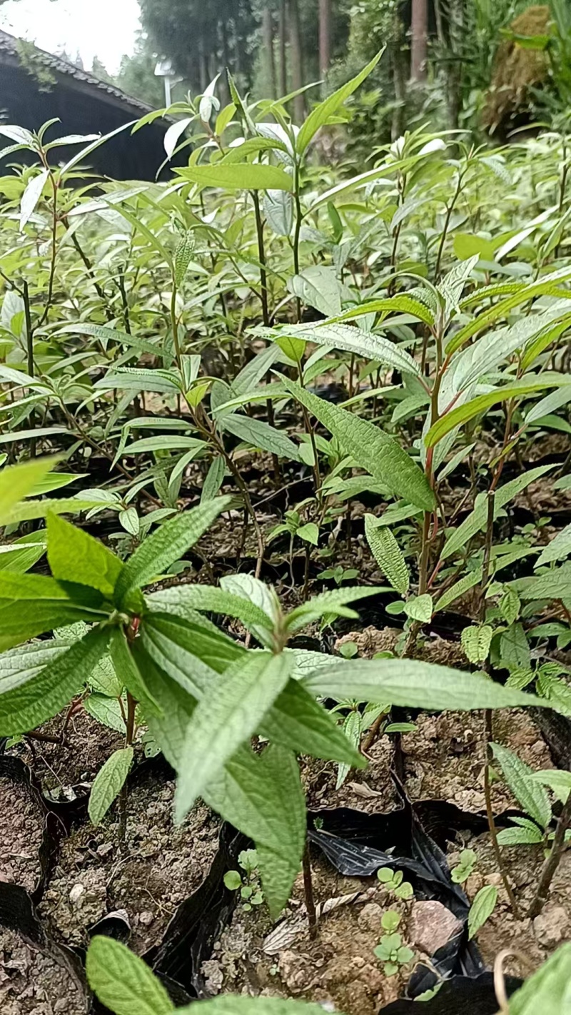 成都市大邑县水麻种植种植基地，人工培育袋苗地苗及野生水麻