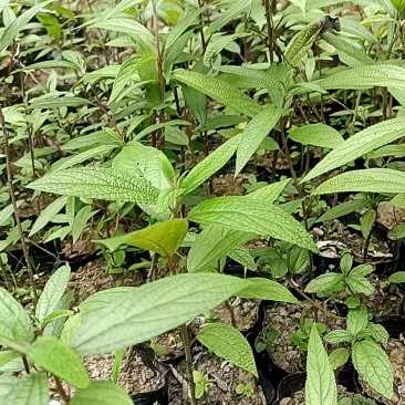 成都市大邑县水麻种植种植基地，人工培育袋苗地苗及野生水麻