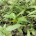 成都市大邑县水麻种植种植基地，人工培育袋苗地苗及野生水麻