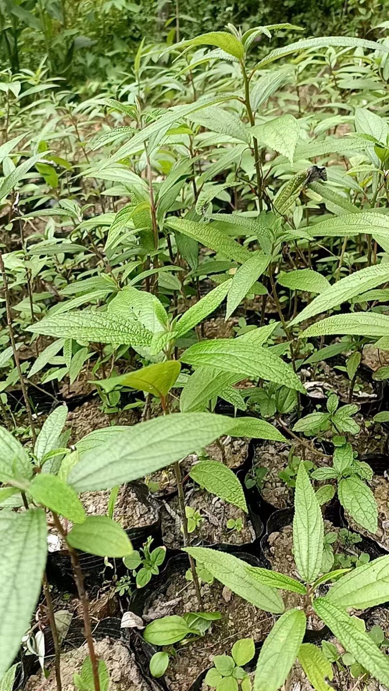 成都市大邑县水麻种植种植基地，人工培育袋苗地苗及野生水麻