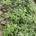 成都市大邑县水麻种植种植基地，人工培育袋苗地苗及野生水麻
